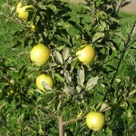 ekološka jabuka