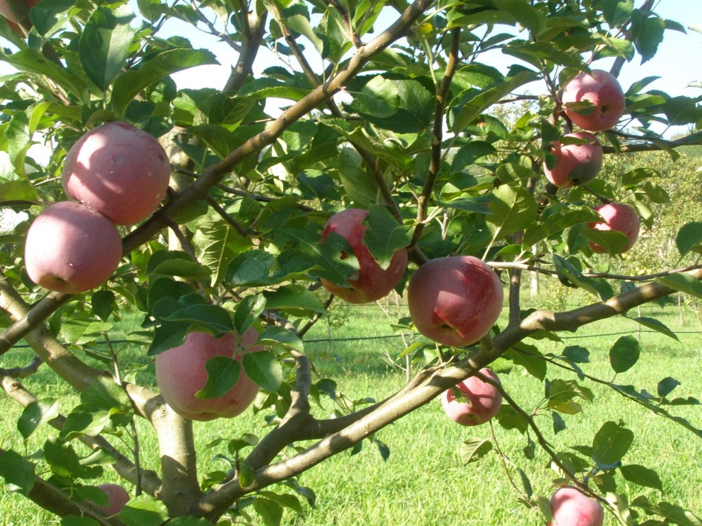 ekološko voće- jabuke