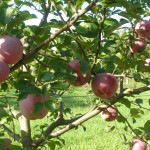 ekološko voće- jabuke
